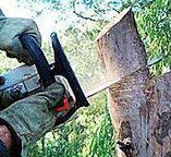 Best Storm Damage Tree Cleanup  in Walkertown, NC
