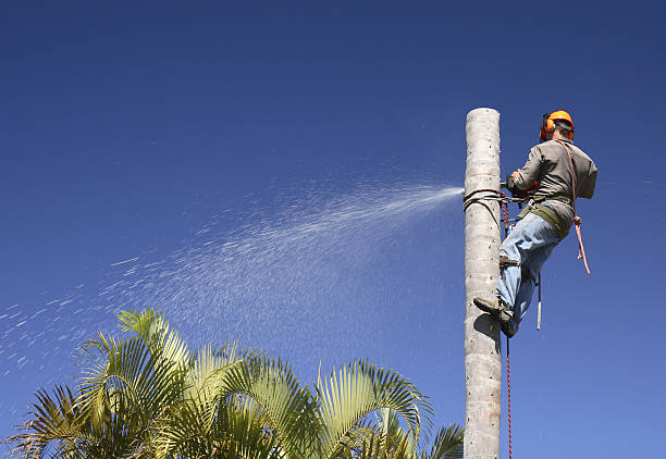 How Our Tree Care Process Works  in  Walkertown, NC