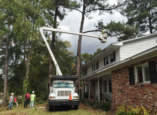 Trusted Walkertown, NC Tree Care Experts