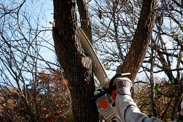 Best Root Management and Removal  in Walkertown, NC
